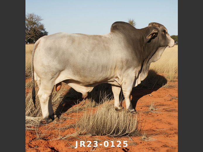 23-0125JR | WETMER BRAHMAN