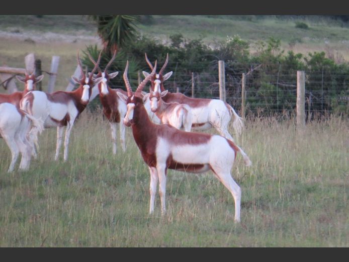 Saddleback Blesbok Ewes | PJ Snyman