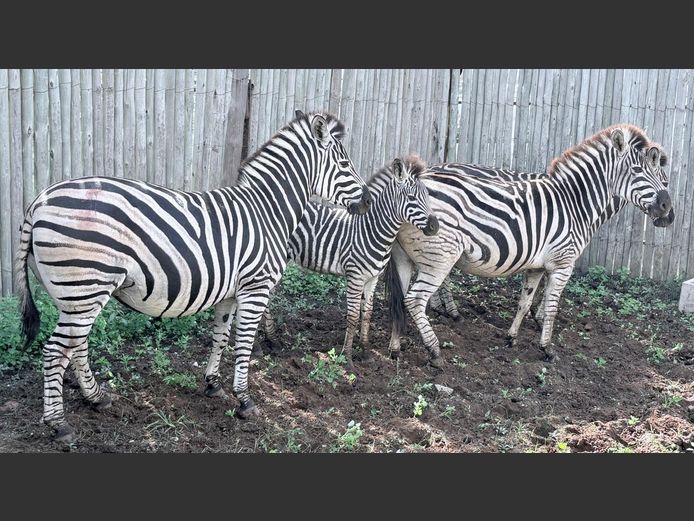 Zebras