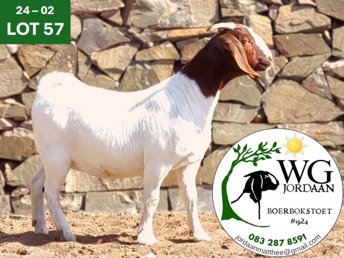 240002 | WG JORDAAN BOERBOKSTOET 
