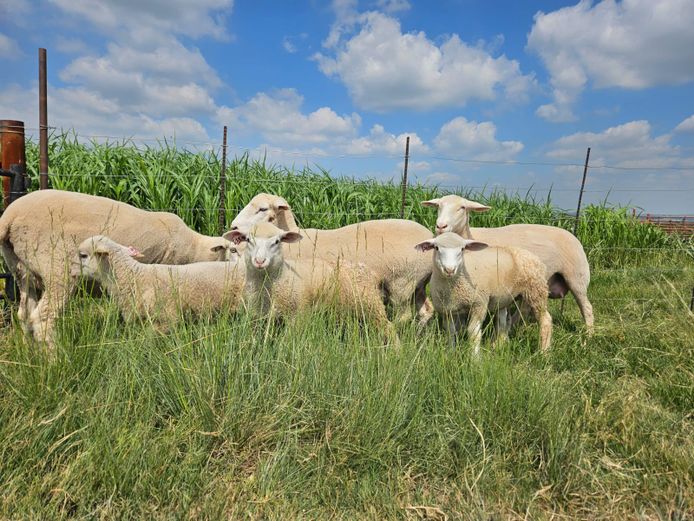 Commercial Animals | Hoogland Boerdery