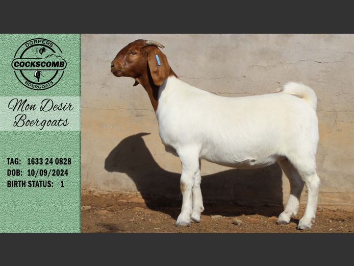 1633 24 0828 | Mon Desir Boergoats