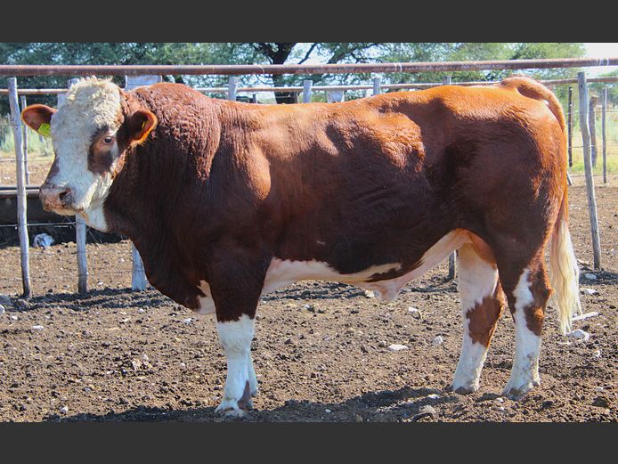 TG2260 | GUNZEL SIMMENTALER