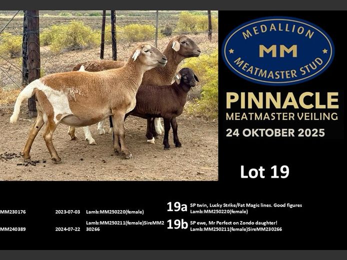 MM  230176 | MEDALLION MEATMASTER STOET