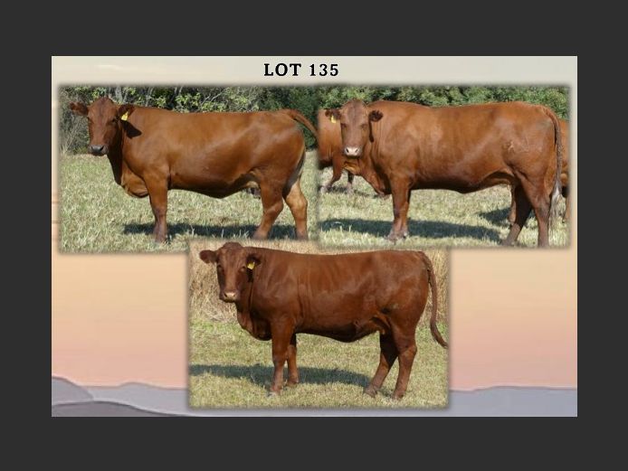 Commercial Animals 
