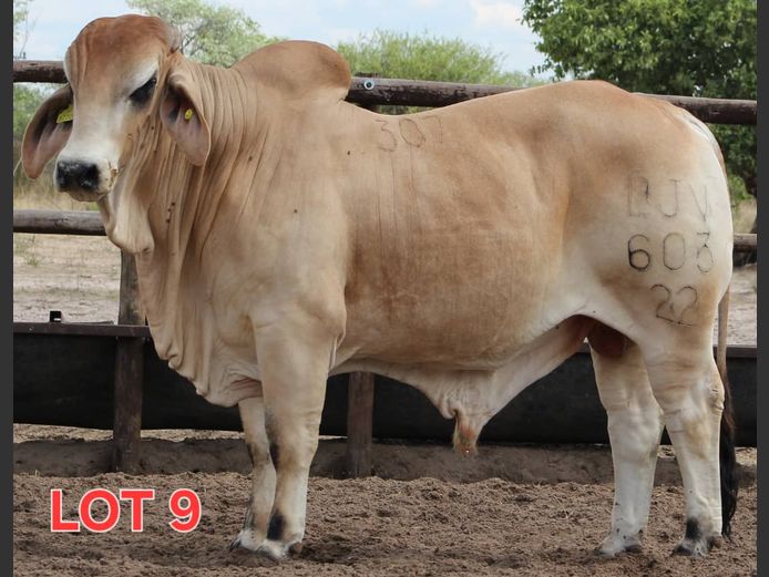 WHITE BRAHMAN - BULL