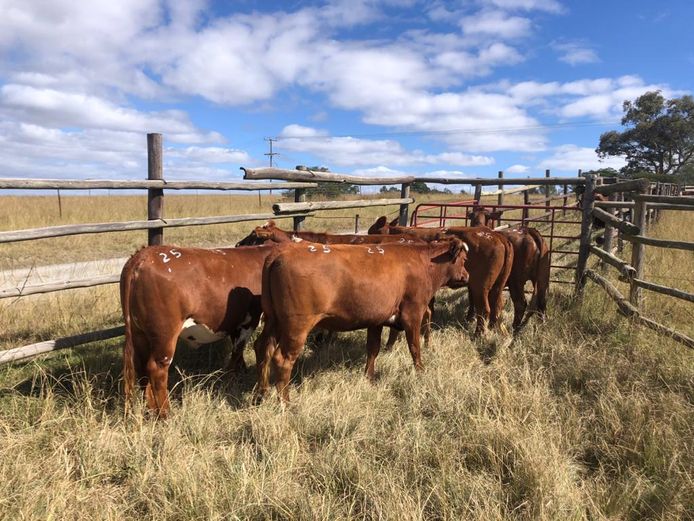 5 MIXED HEIFERS