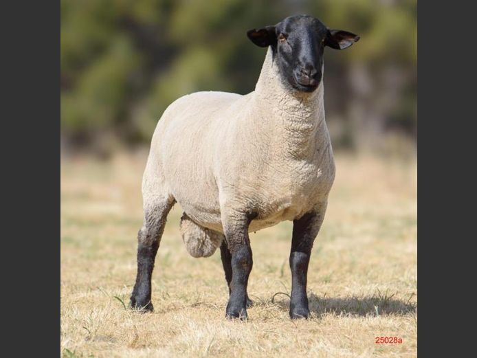 371250028 | DRAVLEIS SUFFOLK