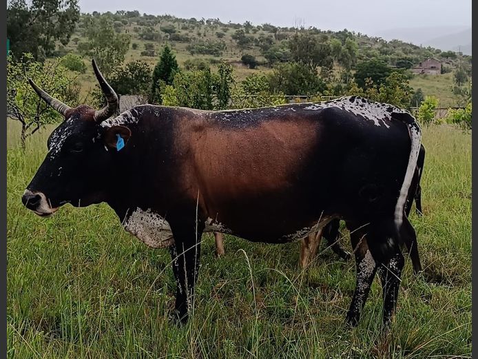 Commercial Animals | DAISIEBOO FARMS (Pty) Ltd