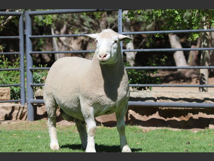 HE 240016 | EKSTEEN’S HATARI DORMER STUD