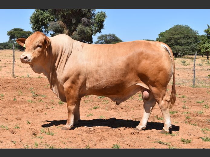 HB21305 | RUMBA SIMBRA