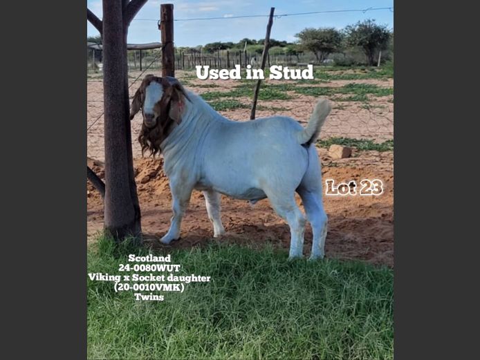 24-0080WUT | ORIVEREKE KLEINVEE STUD