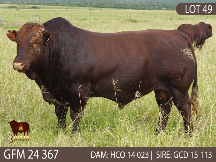 GFM 240367 | MEYER BONSMARAS