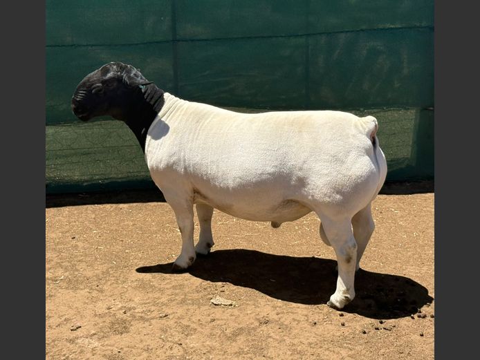 245057 | Ivor Phillips