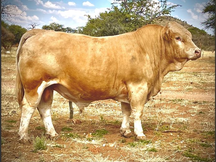 MK2233 | IBENSTEIN SIMMENTALER