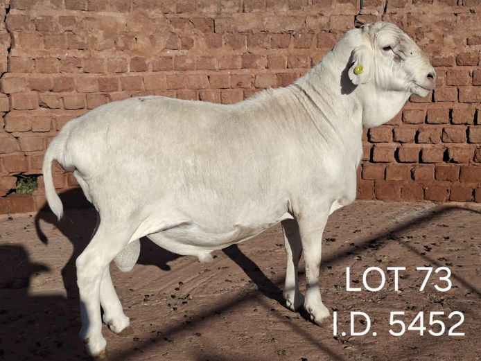 5452 | FRANCOIS VAN RENSBURG