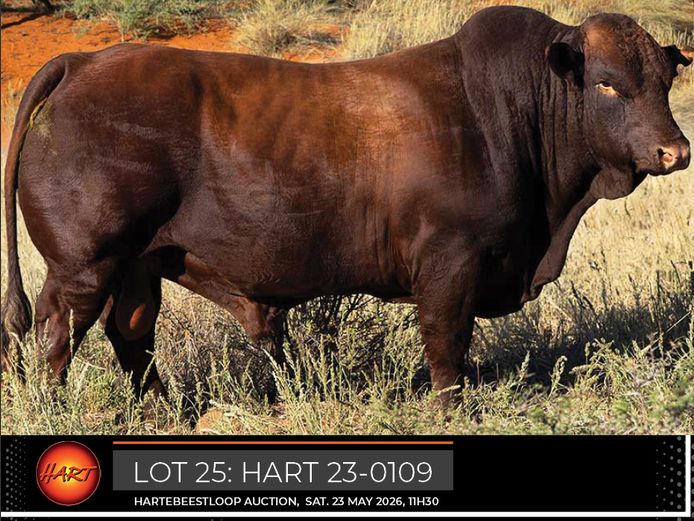 HART230109HH(c) | HARTEBEESTLOOP BONSMARA