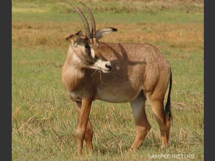 ROAN | DU PREEZ WILD