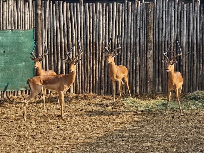 IMPALA | MABALINGWE