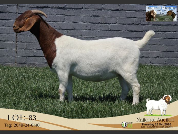 2049-24-0140 | Conradie Boerbokstoet