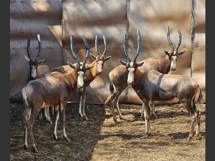 BLESBOKKE | HELICON