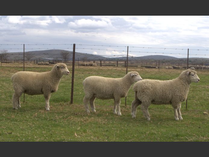 Commercial Animals | Thaba Kwena Dormers