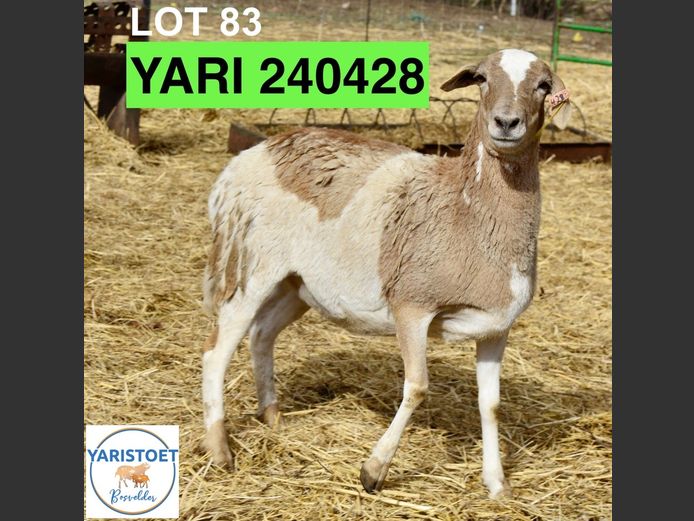 240428 | YARI STOET