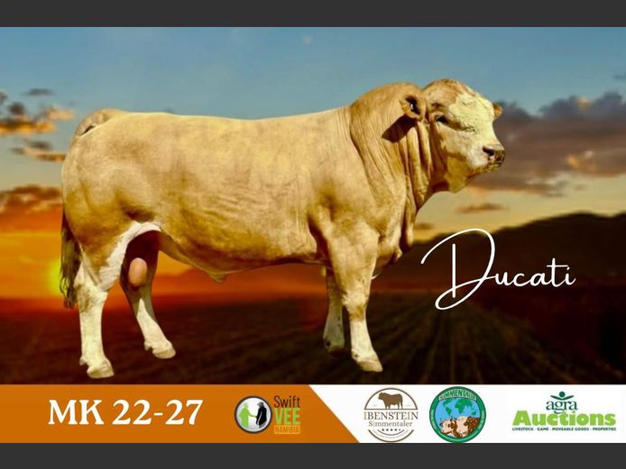 MK2227 | IBENSTEIN SIMMENTALER