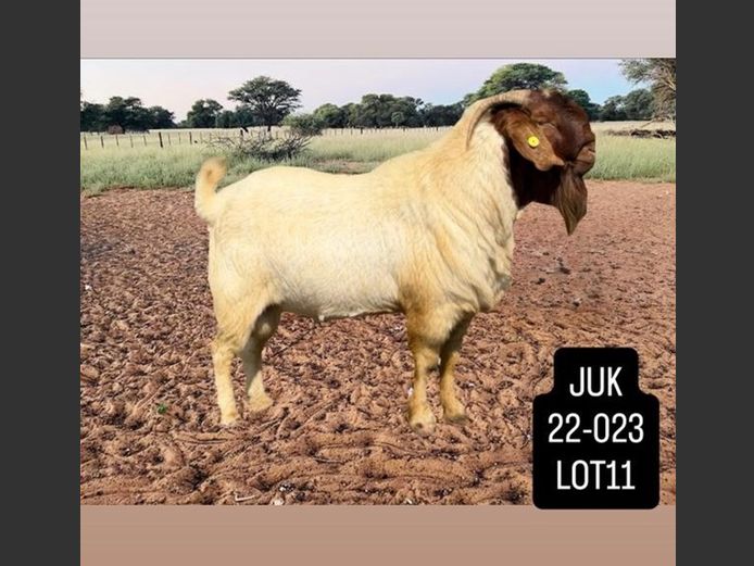 22-0023 | JEKURA KAVARI