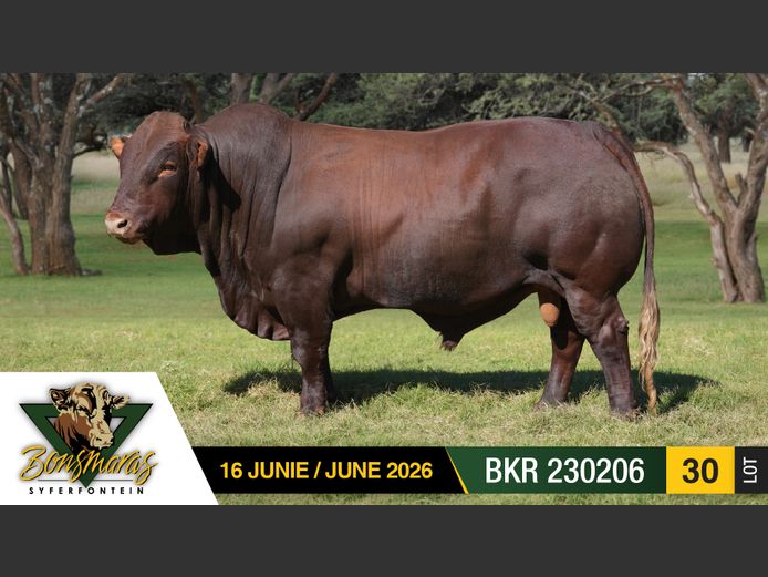 BKR230206 | SYFERFONTEIN BOERDERY