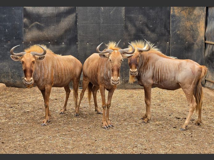 GOUE WILDEBEES | THABA BOTALA GAME