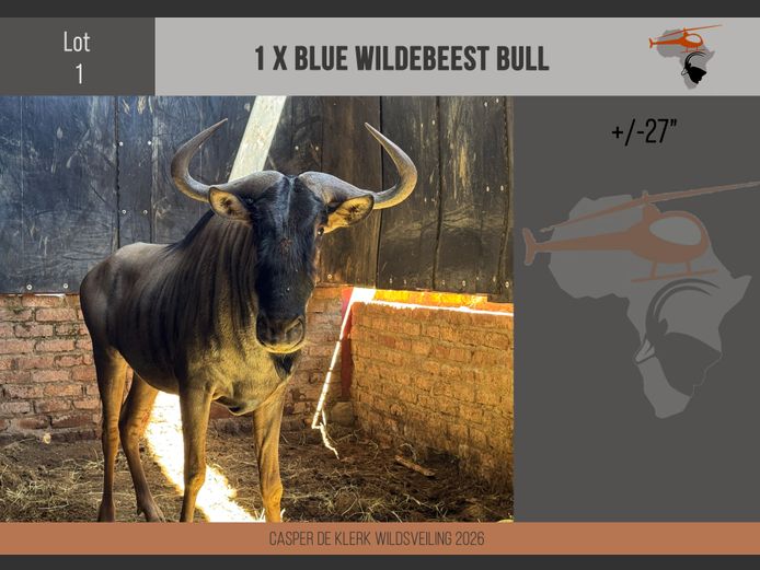 Blue Wildebeest (+- 27")