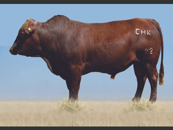 CHK 220281