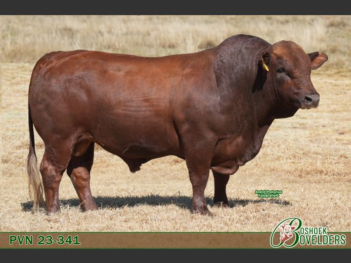PVN230341 | Boshoek Bovelders