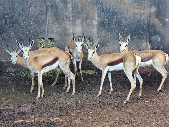 SPRINGBUCK | HELICON