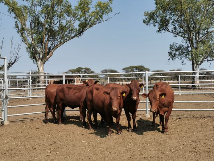 Commercial Females - Willand Boerdery