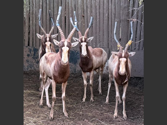 Geel Blesbok Ram