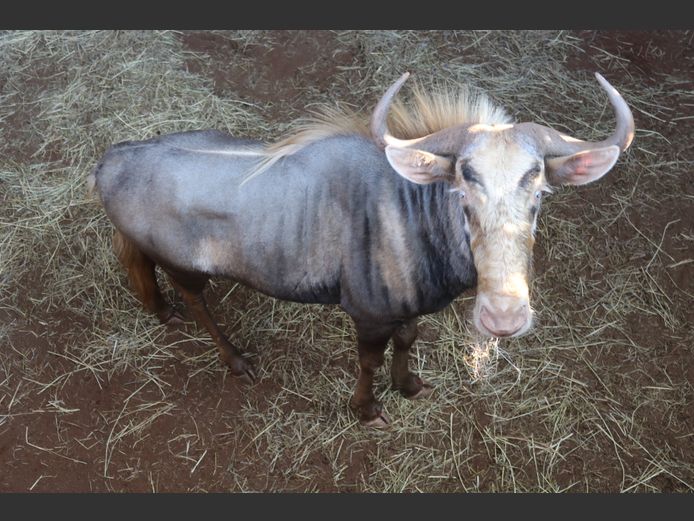 Konings Wildebees