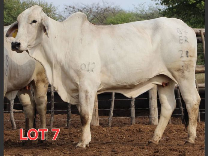 WHITE BRAHMAN - HEIFER