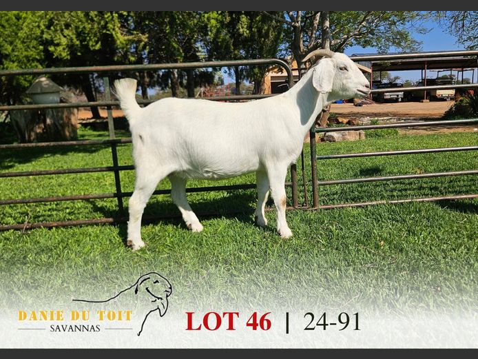 63240091 | Danie du Toit Savannas