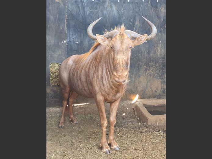 GOUE WILDEBEES | DIPHOFU