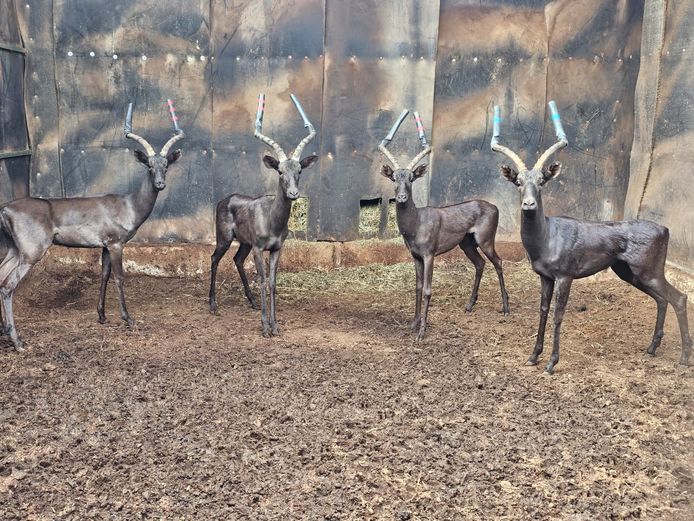 BLACK IMPALA | HIGHLAND