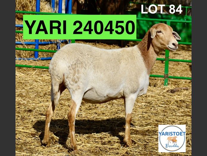 240450 | YARI STOET