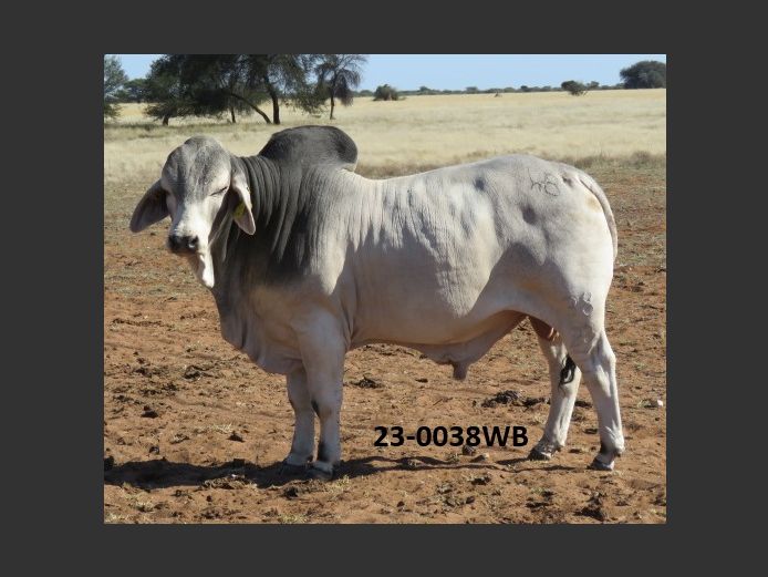23-0038WB | WOKUMA BRAHMAN 