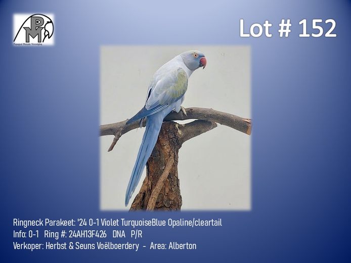 0-1 '24 Ringneck Parakeet: Violet TurquoiseBlue Opaline/cleartail - Herbst & Seuns Voëlboerdery