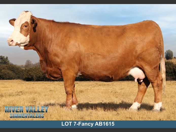 AB1615 | PA ABRAHAMSE