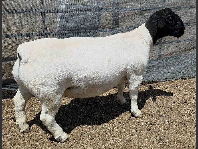 770 24 0165 | Mickey Phillips Dorpers