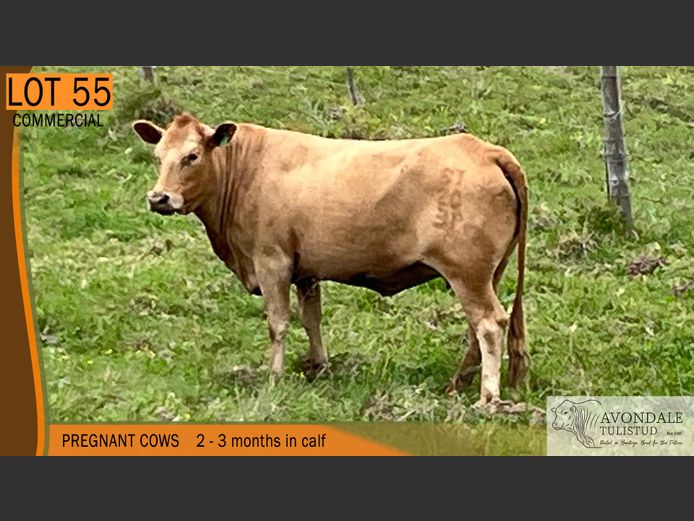 Commercial Animals | AVONDALE TULI