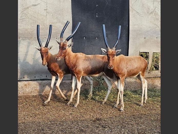 COPPER BLESBOK | SCHALK VAN ZYL