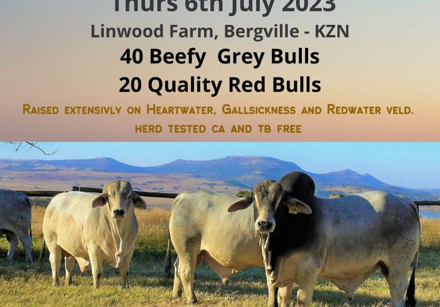 DAMVIEW BRAHMANS PRODUCTION SALE | SwiftVEE | South Africa’s Leading ...